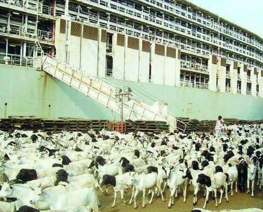 Markab Sidey Xoolo Nool Sucuudiguna Soo Celiyey oo Somaliland Ka Hadashey.