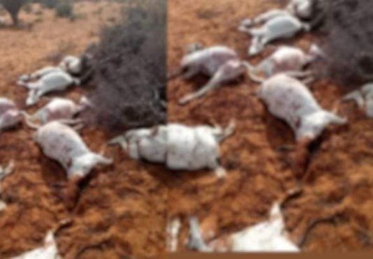 Ku Dhawaad 400 Arri Dhaqaal ah oo ay Al-shabaab ku Laayeen Deegaan Hoostaga Gobolka Hiiraan.