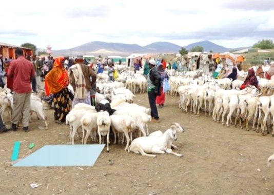 Ganacsatada Xoolaha Nool ee Magaalada Jigjiga oo Cabasho ka Muujinaya Dhac Askartu u Geysayneyso.