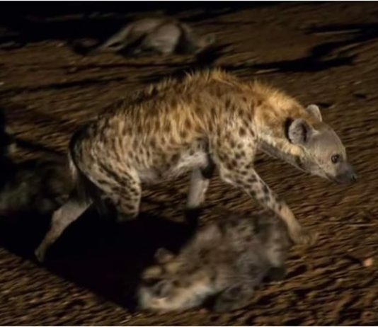 Dhagahyo Adde area of Somali regional government has been eaten a man by Hyena.