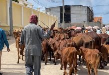 Xoolaha Nool Sida Ariga iyo Lo’da ee Magaalada Lagu Soo Daayo oo Maamulka Goolka Banaadir Digniin Ka S oo Saaray.