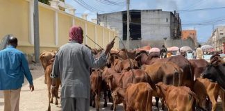 Livestock such as goats and cows are being released into the city, and the Banadir Regional Administration has issued a warning.